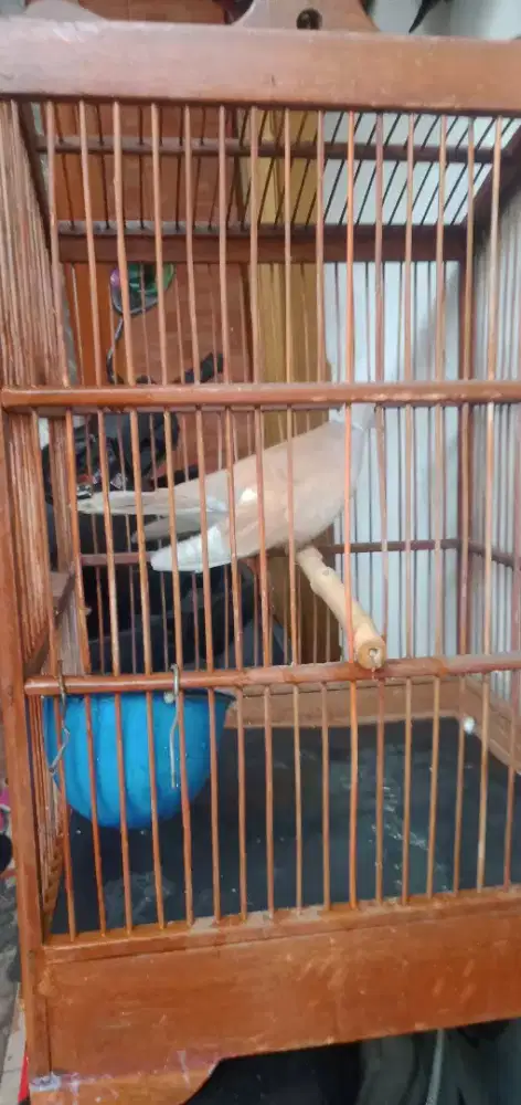 Burung Puter suara nangis fulset