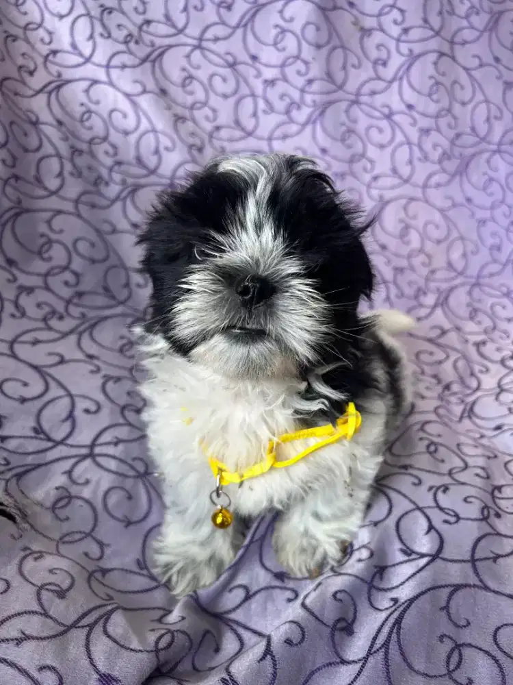 Puppy shintzhu 2bulan betina