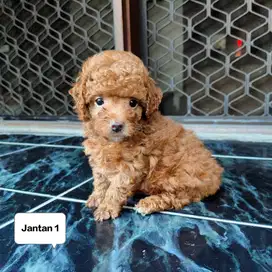 Toy poodle stambun