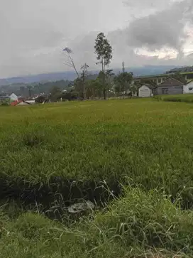 Sawah 400 tumbak, murah 2,5 jt / tumbak