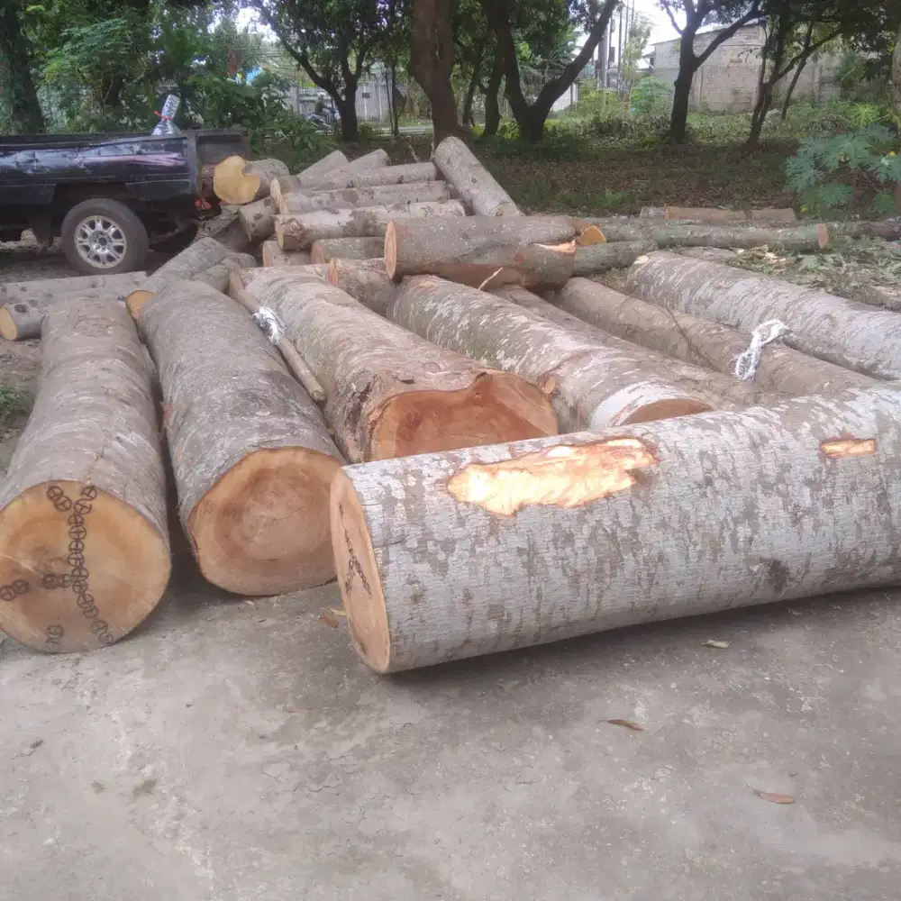 Tebang pohon terima rapih