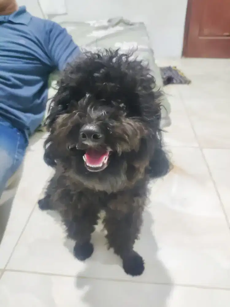 Poodle betina warna hitam