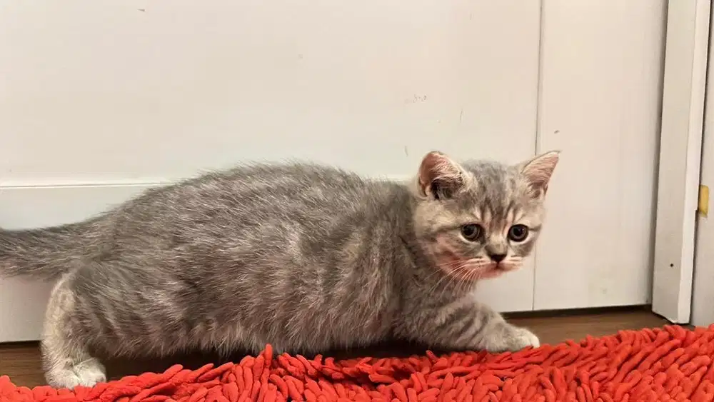 British Shorthair