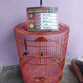 MURAI BATU NON NGEMBUNG