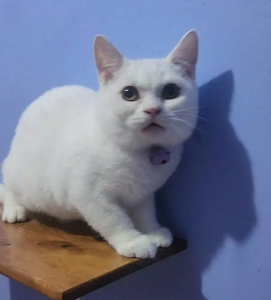 British short Hair (BSH) pure Blood