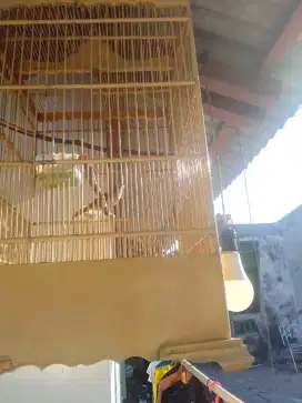 Di jual Burung Trucuk an