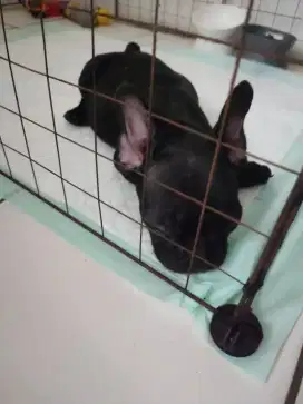 FRENCH BULLDOG FEMALE