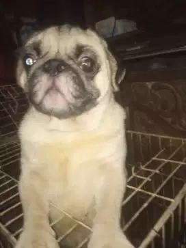 Anjing pug jantan 2,5 th stambum