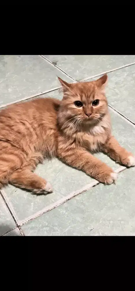 kucing anggora ganti majikan