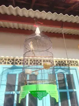 Dijual Burung Trucuk an