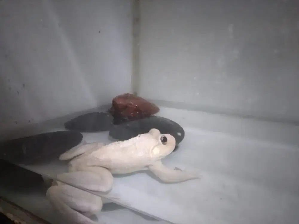 Kodok bullforg albino mata merah buat yg suka hoki