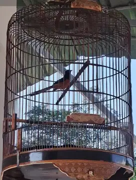 Murai batu gacor dor