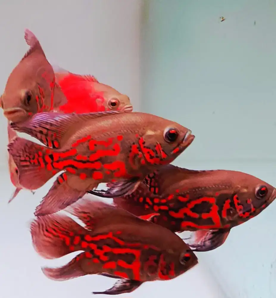 Ikan oscar red leopard thailand