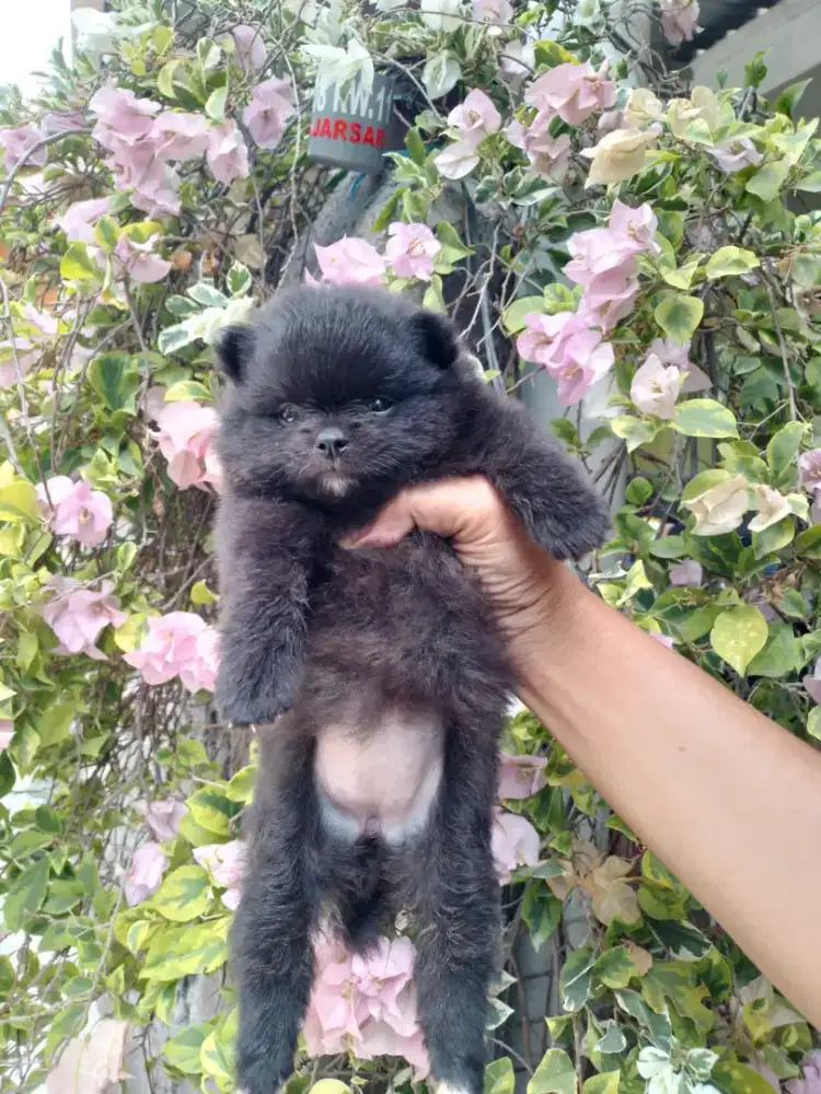 MINIPOM BETINA PUPPIES