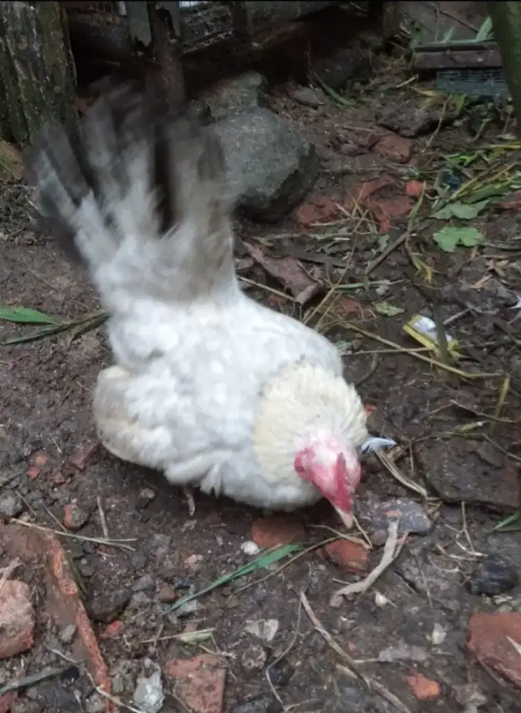 AYAM KATE ASLI BETINA ,LINCAH