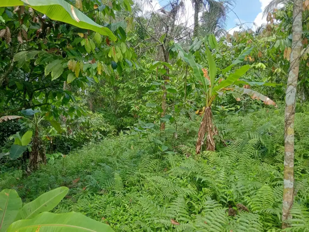 Dijual tanah murah los sungai di selemadeg barat,kab tabanan bali