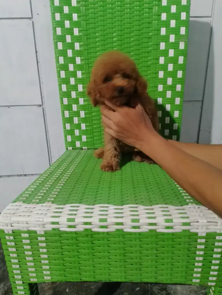 Red poodle ras.tiny