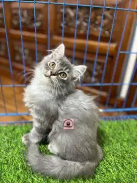 Ready kucing Persia