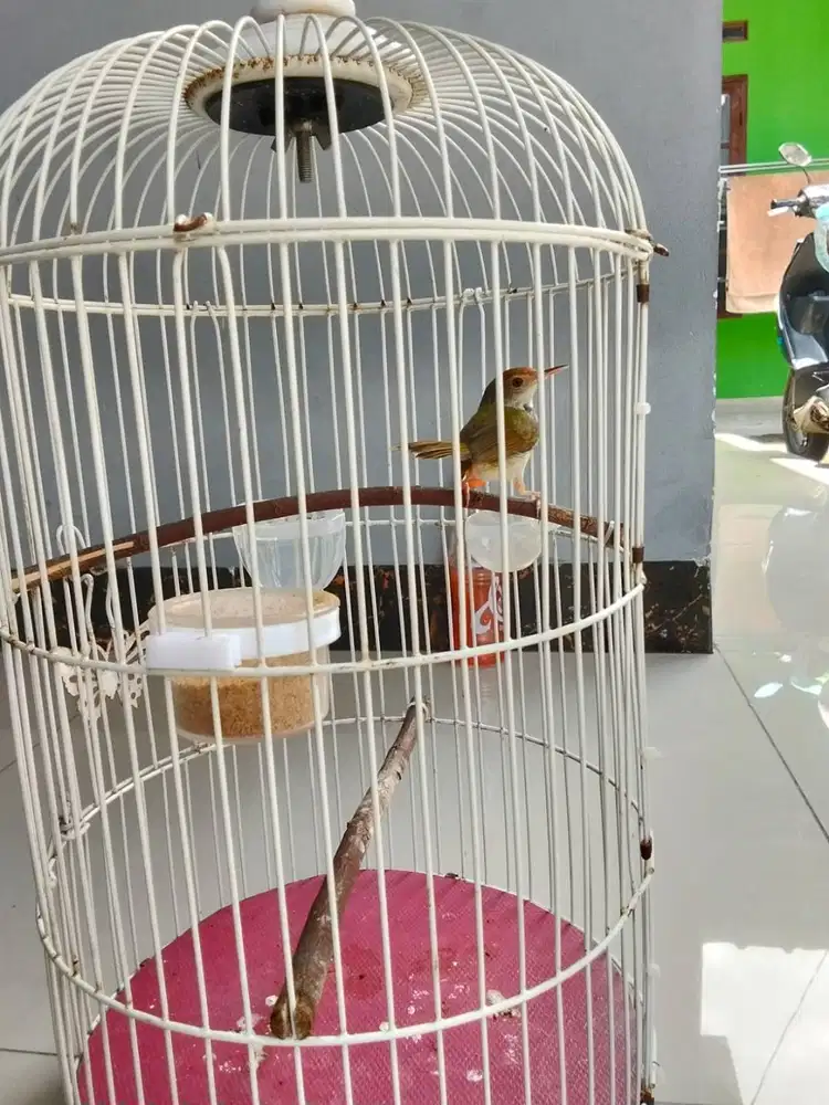 burung kecil & guru vokal