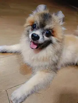 Dijual anjing pomeranian jantan cokelat