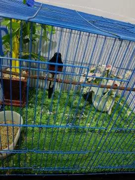 Murai Ekor panjang jantan
