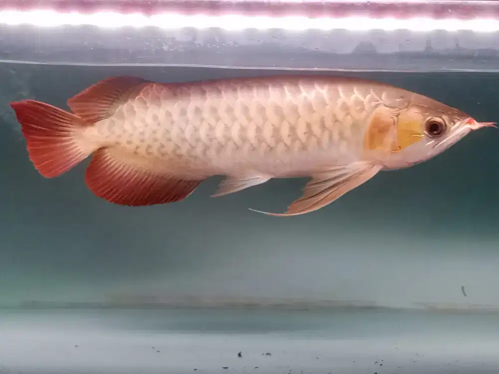 Arwana super red jumbo