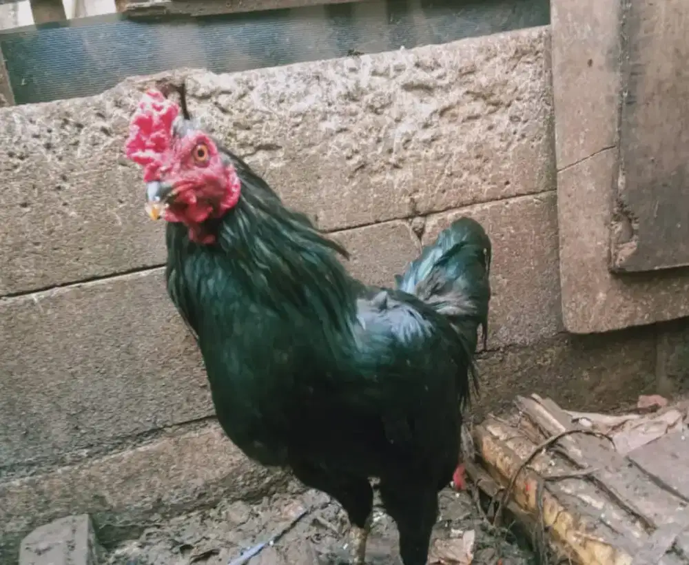 Ayam jantan sehat 3 ekor