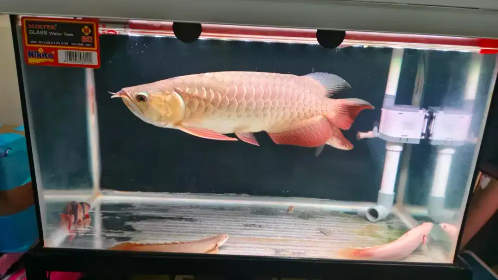 Arwana Golden Red
