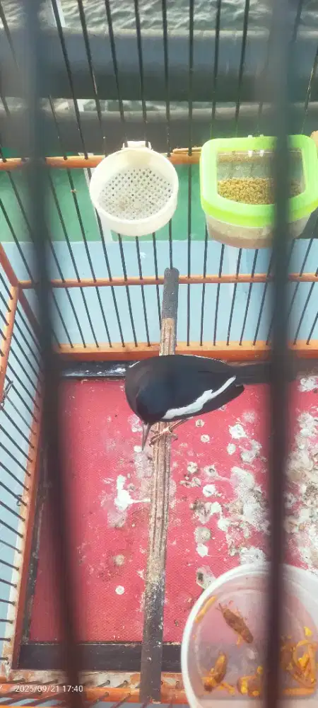 Tuker tambah jadi cucak ijo