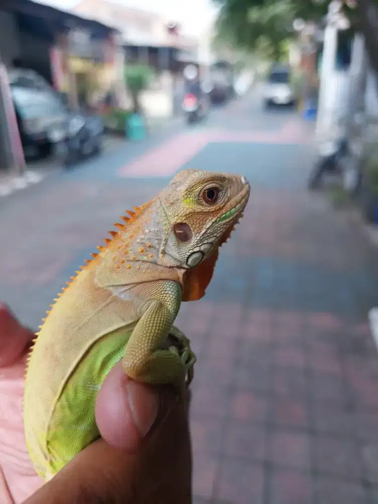 Jual iguana red