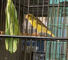 Kenari kuning bon
