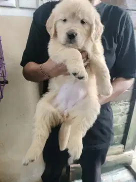 Golden Retriever 1,5bln stmb vaksin