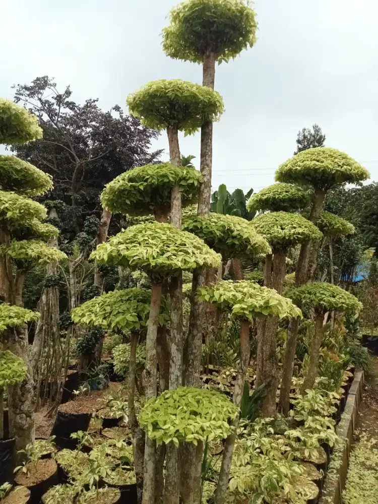 pohon anting putri