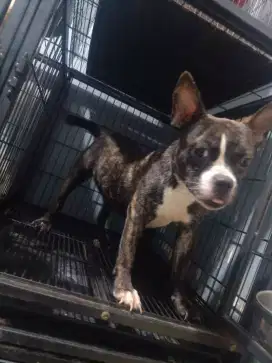 Anjing American Bully