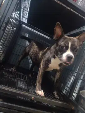 Anjing American Bully