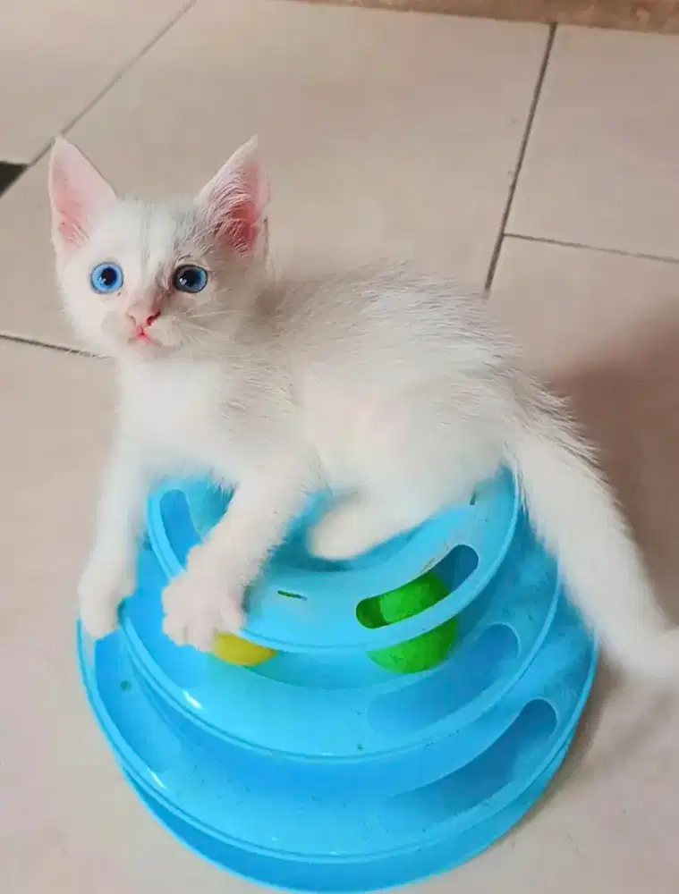 Persia Medium Blue Eyes