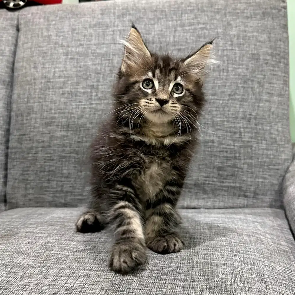 Mainecoon Jantan Kitten