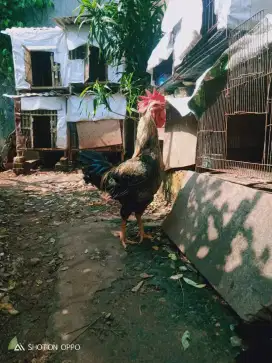 Dijual ayam silangan ayam plung usia baru 7 bulan