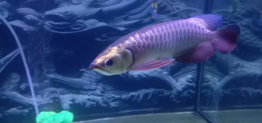 Arwana Crossback 24K Bluebase Ex Ori Malaysia size -+32cm