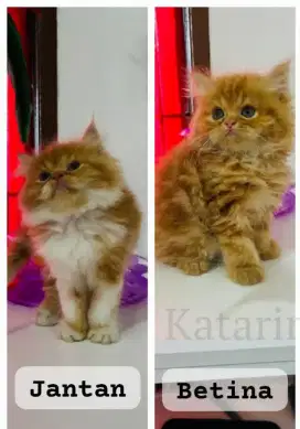 Kucing jantan flatnose kualitas super sepasang ready