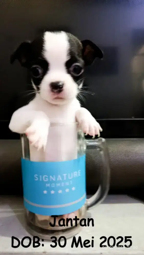 Chihuahua Jantan stamboom