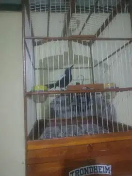 Kacer Jawa timur Kacer hitam