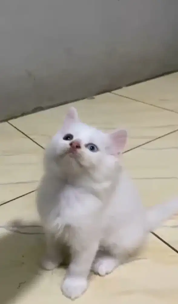 Kucing jantan Oddeyes putih