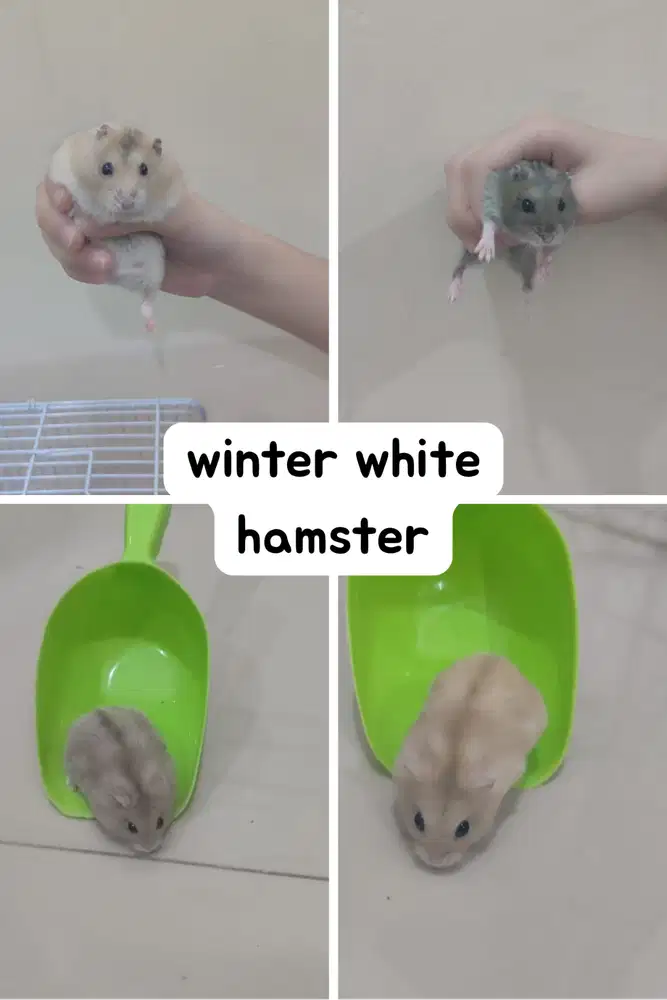 hamster surabaya