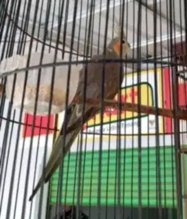 Burung falk ( parkit australi )