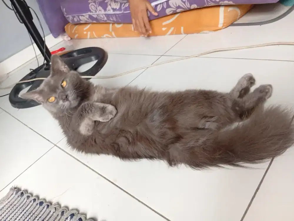 Kucing ras mix dom atau nebelung