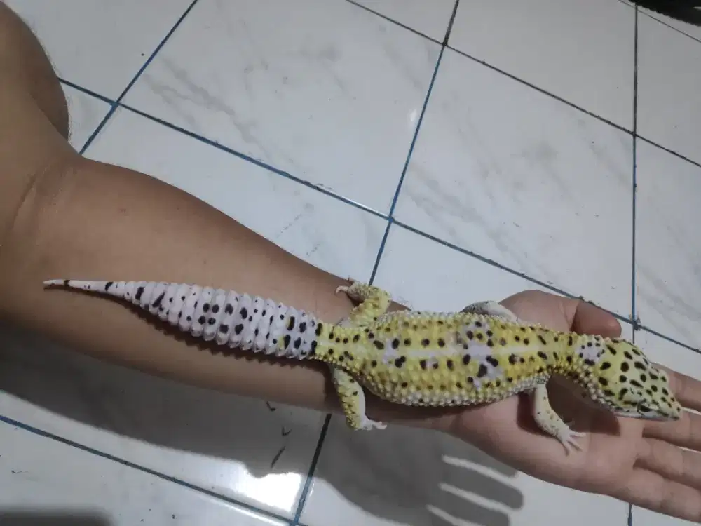 Gecko E.Angraimanyu BIG SIZE 29cm++ MULUUSSSS