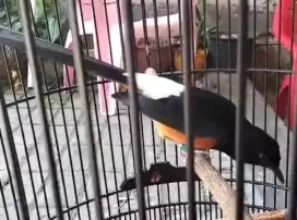 Murai batu Medan gaya  sujud