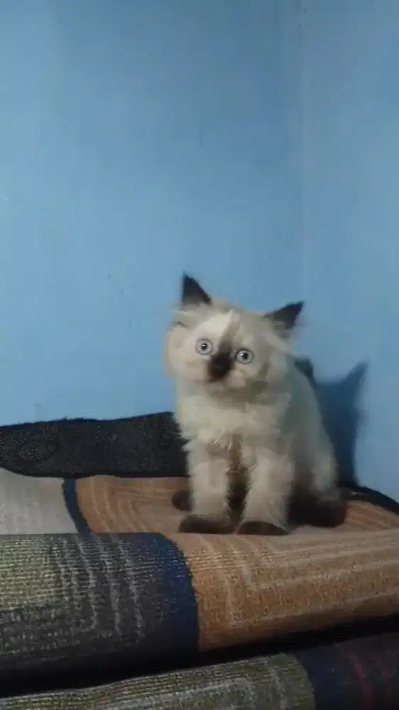 Kitten Persia Himalaya jantan