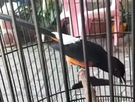 Murai batu Medan gaya sujud